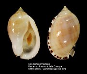 Casmaria erinaceus (3)